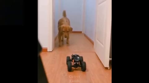 Dog very funny video 😄😄