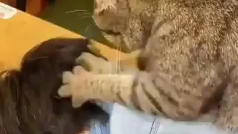 cat giving its owner a massage
