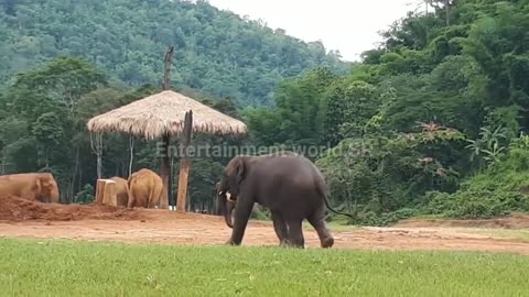 Cute Elephant 🐘 Funny