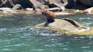 Capybara Sunbathing