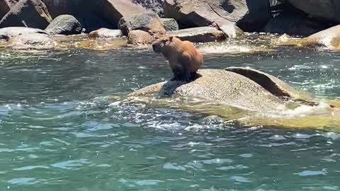 Capybara Sunbathing