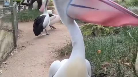 Amazing and Funny Bird in the Park.
