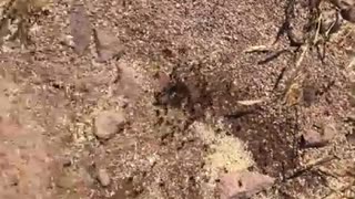 Arizona Ant Hills