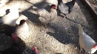 Chickens get a warm dinner via store brand hamburger "assister" treat.