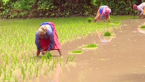 Rice Farming ★ Rice Farming Tecnology