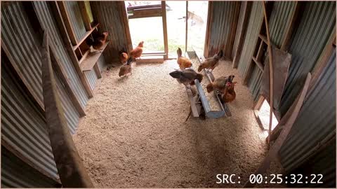 As The Crop Turns: S1E1 Chicken Series: chicken, hen, girls, puppies, DIY, farm, bird, off grid