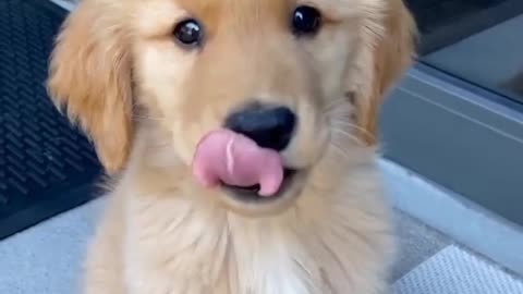 Golden Retriever Super Cute Puppy !