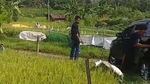 Toyota getting out of rice field