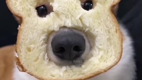 Dog useing the Mask 😷 by Breadth 🍞🥖