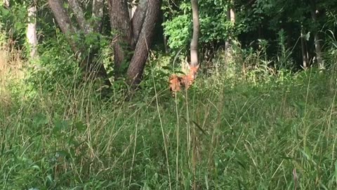 Northern Kentucky Project: Wildlife Encounter - White-tailed Deer