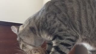 Cat Hilariously Tries To Take Out Hair Tie