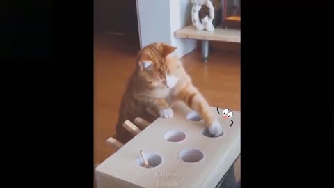 Funny and cut cats
