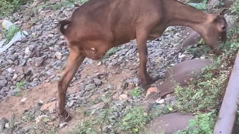 Cripple goat goes out to feed itself