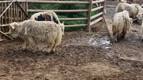 Tibetan sheep