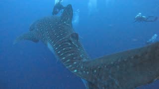 Monstrous whale shark dwarfs scuba divers in the Galapagos Islands