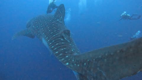 Monstrous whale shark dwarfs scuba divers in the Galapagos Islands