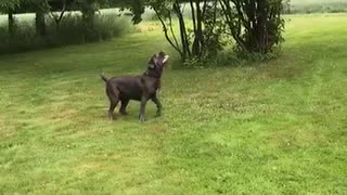 Playful Pooch Entertains Herself with a Balloon