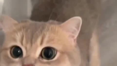 Cute Cat Video | Cute Animals video | Cute Cat Funny Video