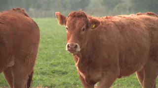 Adorable Herd Of Limousin Cows Running In Field