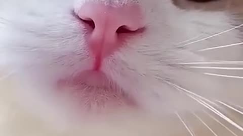 Cat Meowing video. Cat Meowing