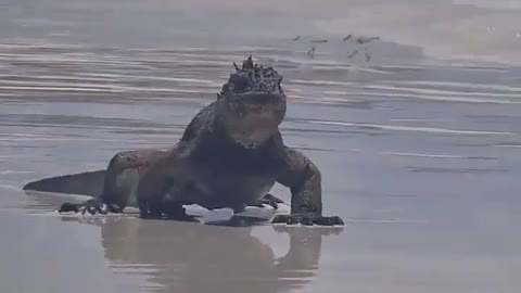 Meet mini Godzilla on the galapagos beach