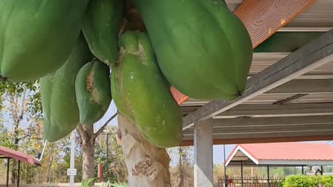 Growing papaya at home in Thailand
