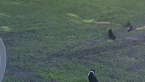 Kittens trying to catch bird