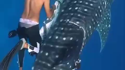 Rescuing a whale shark entangled in a rope.