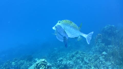 Cowfish at Tori's