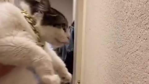 Funniest Cats 😹 - Don't try to hold back Laughter