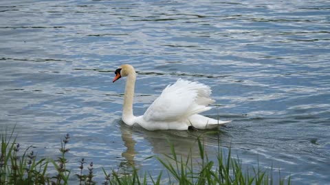 birds-common-heron-waterfowl-egret