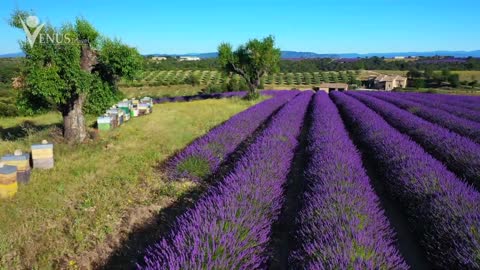 Provence Alpes Côte d' Azur - FRANCE