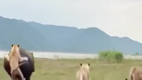 Arrogant hippopotamus chased by lions Wild animals at close range Funny animal videos