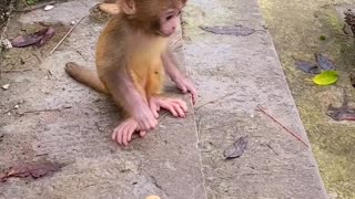 Baby monkey cute animals 20
