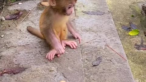 Baby monkey cute animals 20