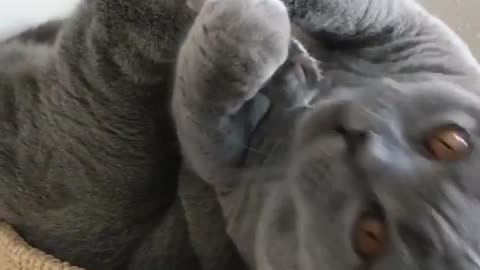A Fascinating Behind-the-Scenes Look at Cat Licks Paw