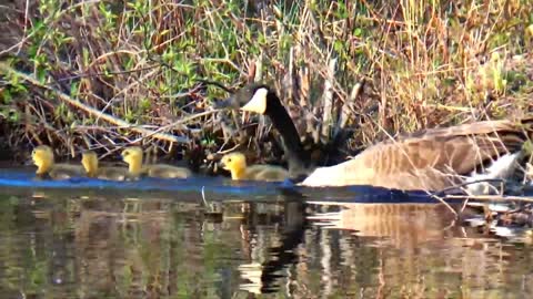 Canada geese and babies