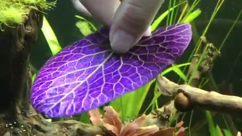 Red tiger lotus plant make for stunning aquarium centerpiece