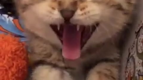Cats are so funny PART 337 FUNNY CAT VIDEOS TIK TOK #Shorts