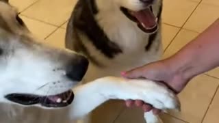 This Is How Huskies GET EVERY TREAT!