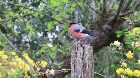 Colorful Birds in 4K - Planet Earth 4K . Beautiful Bird Sounds Nature Relaxation