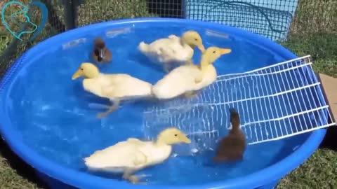 Funny Ducks Compilation - Try Not To Laugh! ¶ @