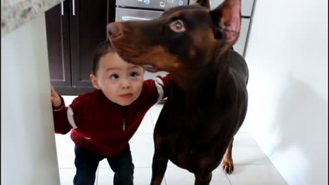 Toddler kisses his best friend, a Red Doberman Pinscher