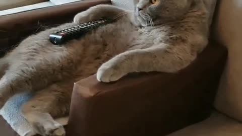 Cat: don't disturb me let me watch the tv📺