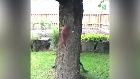 Squirrel dog was mischievous trolls to inhibit