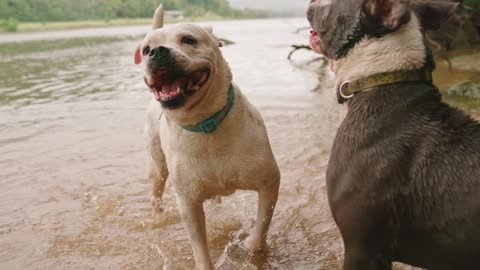 Two Dogs Playing In The River Water