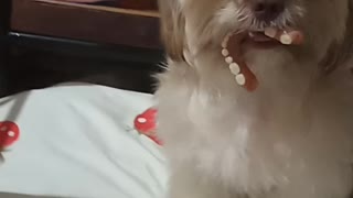 Small Dog Finds Missing Dentures