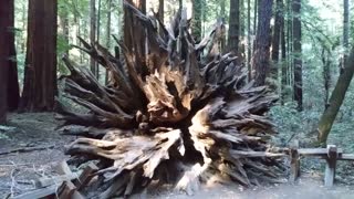 Redwood Trees roots CA