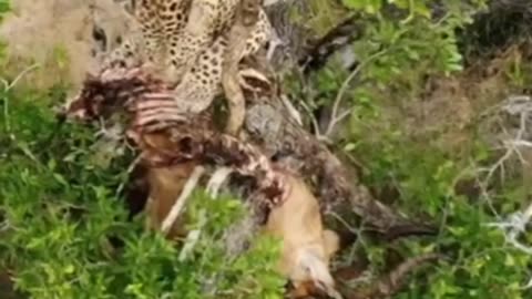 Leopard Devours Prey In Treetop Drone Footage