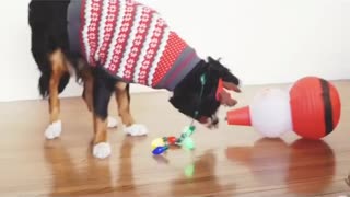 Black dog in christmas sweater plays with santa lantern
